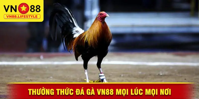 Thưởng Thức Đá Gà VN88 Mọi Lúc Mọi Nơi
