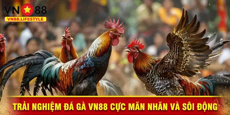 Trải Nghiệm Đá Gà VN88 Cực Mãn Nhãn Và Sôi Động